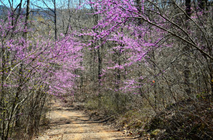Ozark National Forest Beauty