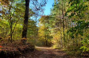 Trails Ozark National Forest near ozark ridge campground